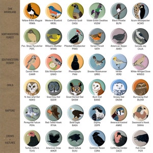 Mix and Match 6 Bird Pins: 100 Designs US native wild songbirds raptors waterbirds owls birder gift set stocking stuffer audubon cute image 4