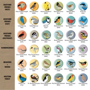 May include: A chart with illustrations of different bird species, organized by location and type. The chart includes birds commonly found in backyards, meadows, and forests. Each bird is labeled with its common name and scientific abbreviation.