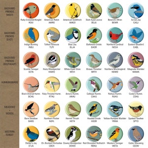 Mix and Match 6 Bird Pins: 100 Designs US native wild songbirds raptors waterbirds owls birder gift set stocking stuffer audubon cute image 3