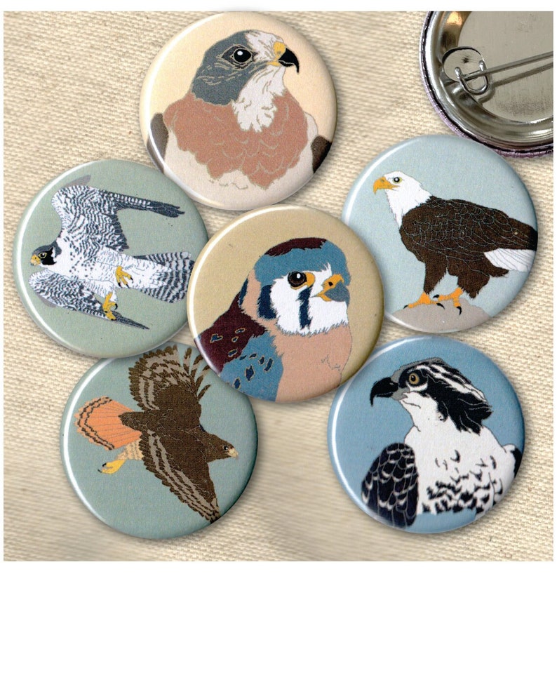 six round pinback buttons with illustrations of raptor species