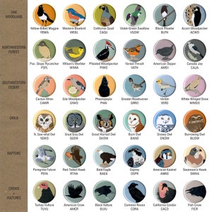 Mix and Match 6 Bird Magnets: 100 Designs US native wild songbirds raptors waterbirds owls gift set stocking stuffer birder birb image 4