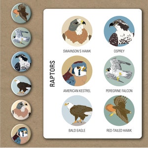 Raptor Pins Pack of 6 nature hawk birder bird of prey eagle wildlife stocking stuffer button badge birdwatcher image 2