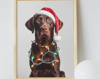 May include: A brown dog wearing a red Santa hat and a string of Christmas lights around its neck. The dog is looking at the camera.