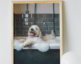 May include: A white dog with a black collar is sitting in a bathtub full of bubbles. The dog is smiling and has its tongue sticking out. The bathtub is in a tiled room with a shower head above it.