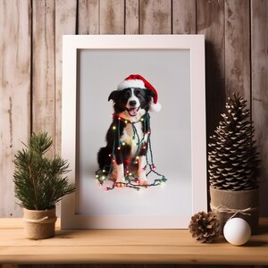 May include: A black and white border collie dog wearing a red Santa hat is tangled in Christmas lights. The dog is sitting on a white background and is looking at the camera.