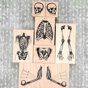 以下が含まれることがあります： 人間の骨格の解剖学的イラストが描かれた木製のスタンプ8個セット。スタンプには、頭蓋骨、胸郭、骨盤、腕、手などがあります。