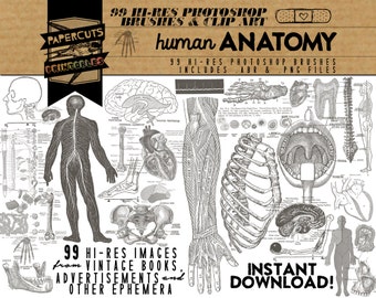 Human Anatomy - 99 Hi-Res Photoshop Brushes / Clip Art / Image Pack - Includes .ABR and .PNG Files