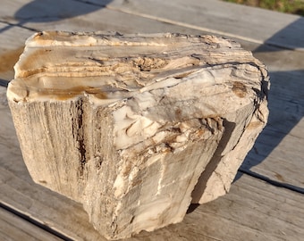 Petrified Wood 6.2 lb Natural Stone Fossil Display Piece