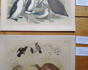 Original chromolithograph pair of prints from Studer's Popular Ornithology: The Birds of North America  Columbus Ohio Jacob H. Studer 1878