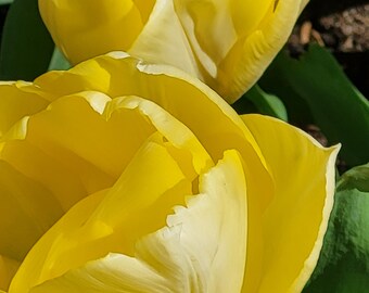 Blumen, alle Farben und Arten von Blumen