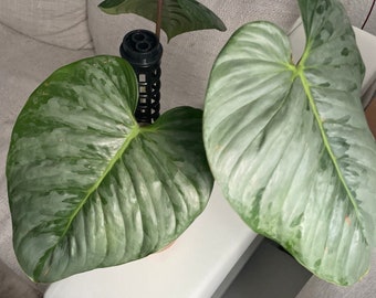 Pianta rara del Philodendron Sodiroi