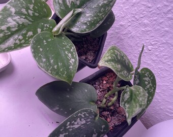 Scindapsus pictus/edera maculata