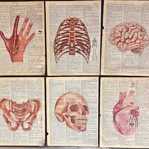 May include: Six vintage anatomical illustrations printed on aged paper. The illustrations depict the human hand, rib cage, brain, pelvis, skull, and heart.