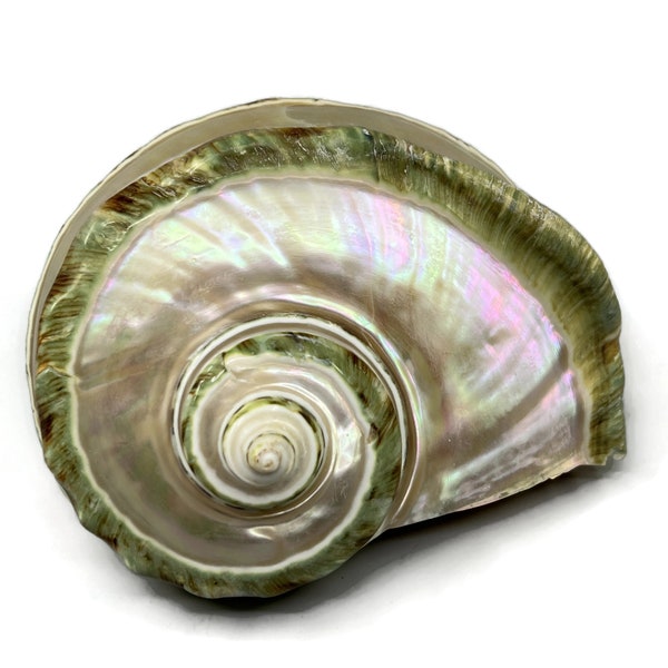 Iridescent Spiral Shell Turbo Marmoratus Giant Green Turban Shell Large 5.5 Inch Partially Polished