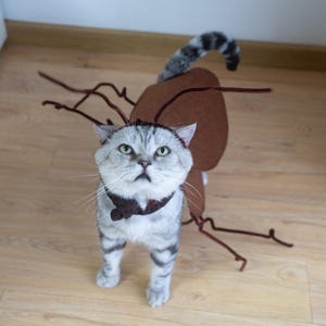 Puede incluir: Un gato atigrado plateado con un disfraz marrón con antenas y un collar a juego. El gato está de pie sobre un suelo de madera, mirando hacia arriba. El disfraz parece hecho a mano.