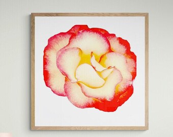 Red and Yellow Rose framed print