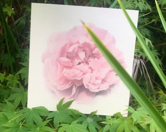 Pink rose square greeting card