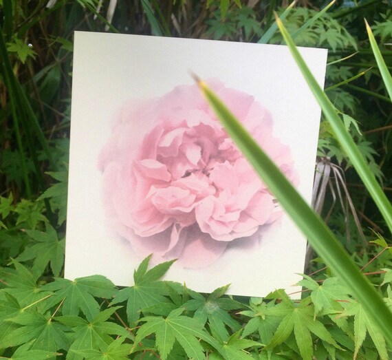 Pink rose square greeting card