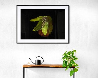 Polka Dot Begonia framed art print