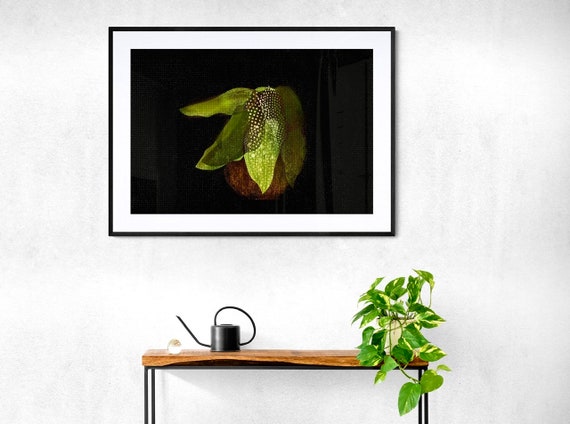 Polka Dot Begonia framed art print