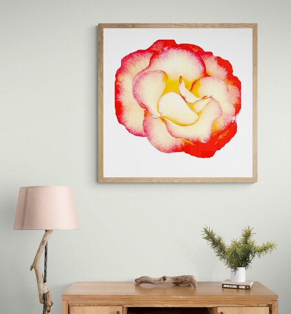 Red and Yellow Rose framed print