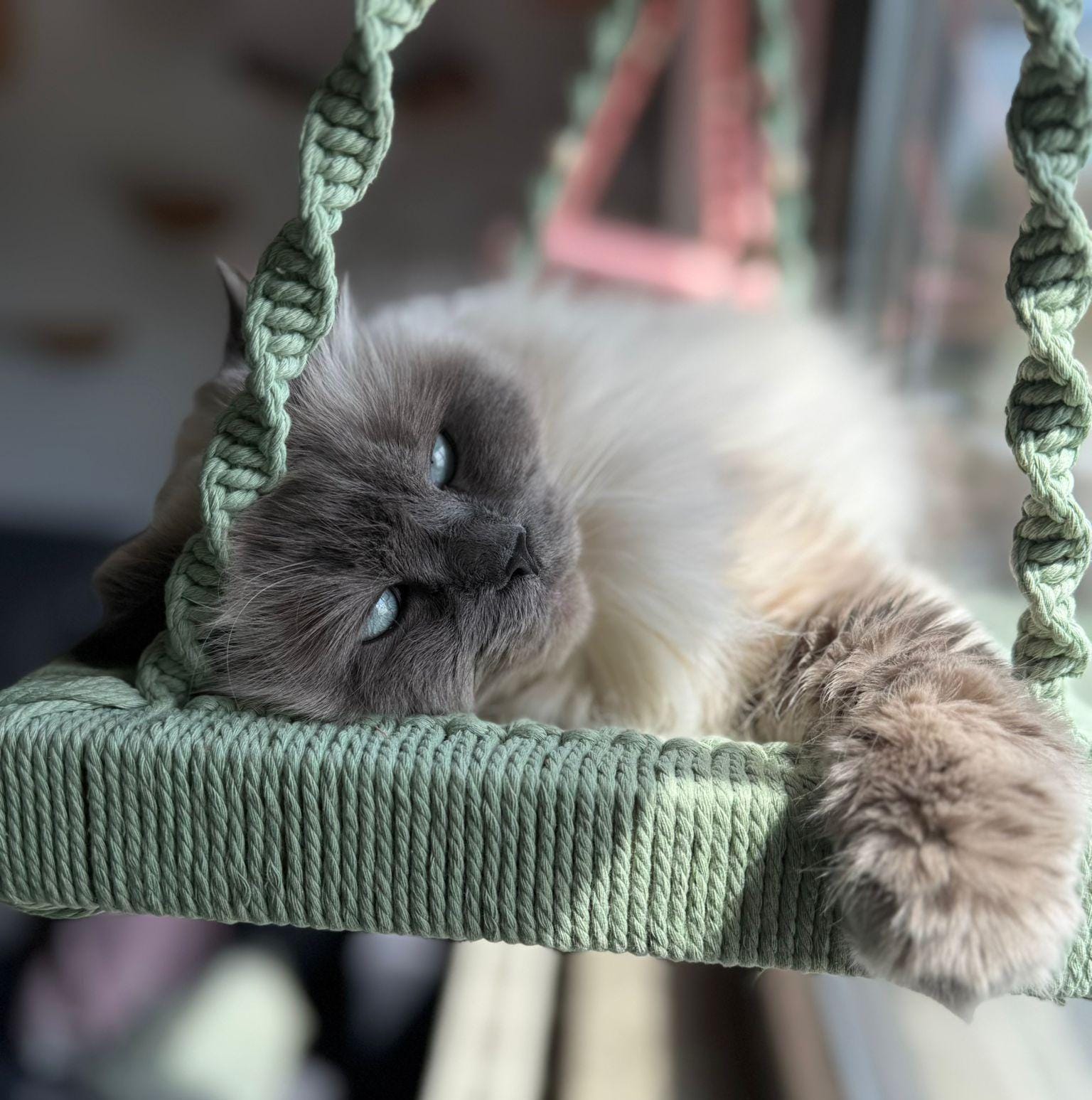 Katzenfensterliege Aus Massivholz & Baumwolle – Mit Fensterhaken, Anthrazit, 48x30 Cm