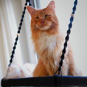 May include: A ginger cat with a white chest sits on a black cat swing. The cat has yellow eyes and long fur. The swing is suspended by black rope with wooden beads. The background is a white curtain.