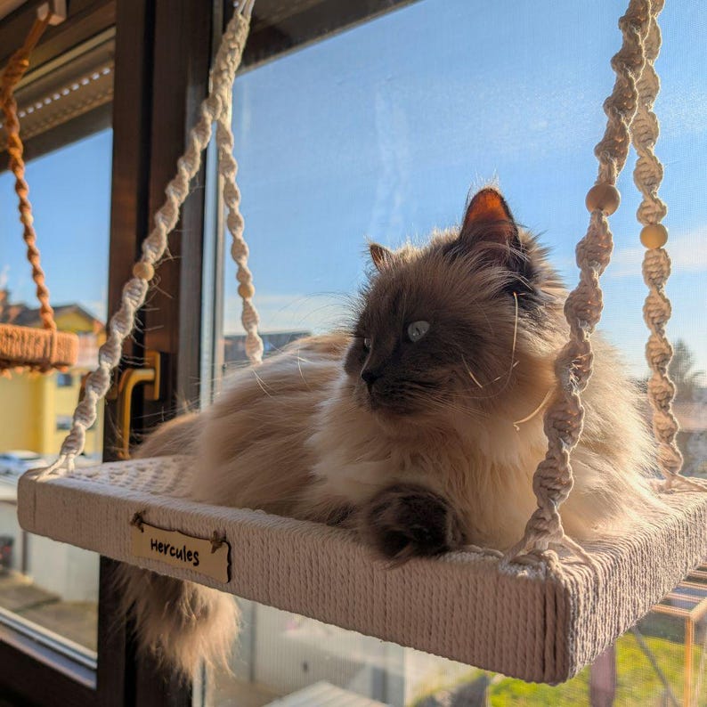May include: A fluffy, light brown and cream cat lounges on a macrame cat window perch. The cat swing is suspended by twisted rope and features a small wooden tag that reads "Hercules". The cat is illuminated by sunlight.