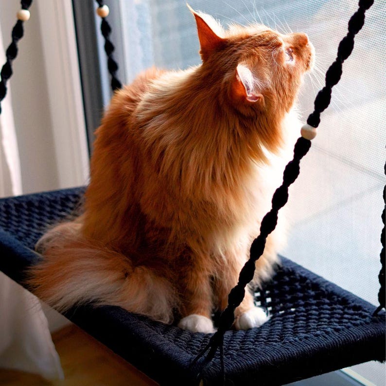 May include: A fluffy, orange cat sits on a black woven cat hammock suspended by black rope with wooden beads. The cat is looking up, with its ears perked, near a window. The hammock is a cozy spot for the cat to relax and observe its surroundings.