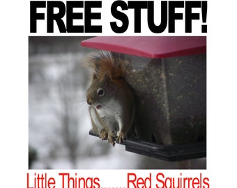 Free Stuff:  Little Things, Stories of Red Squirrels