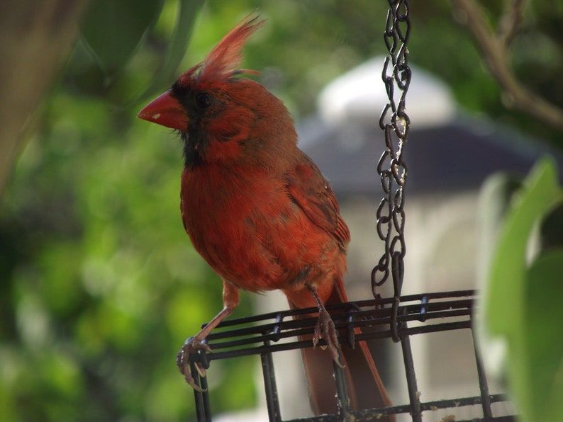 Just a Chat About Birding image 8