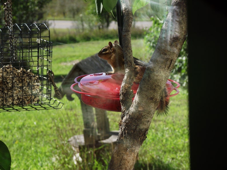 Just a Chat About Birding image 3