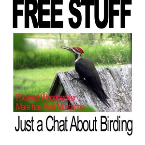 Just a Chat About Birding image 1