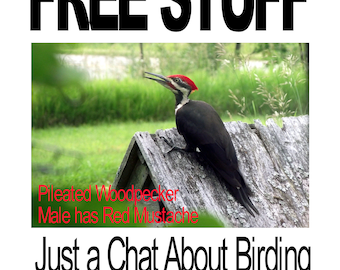 Just a Chat About Birding