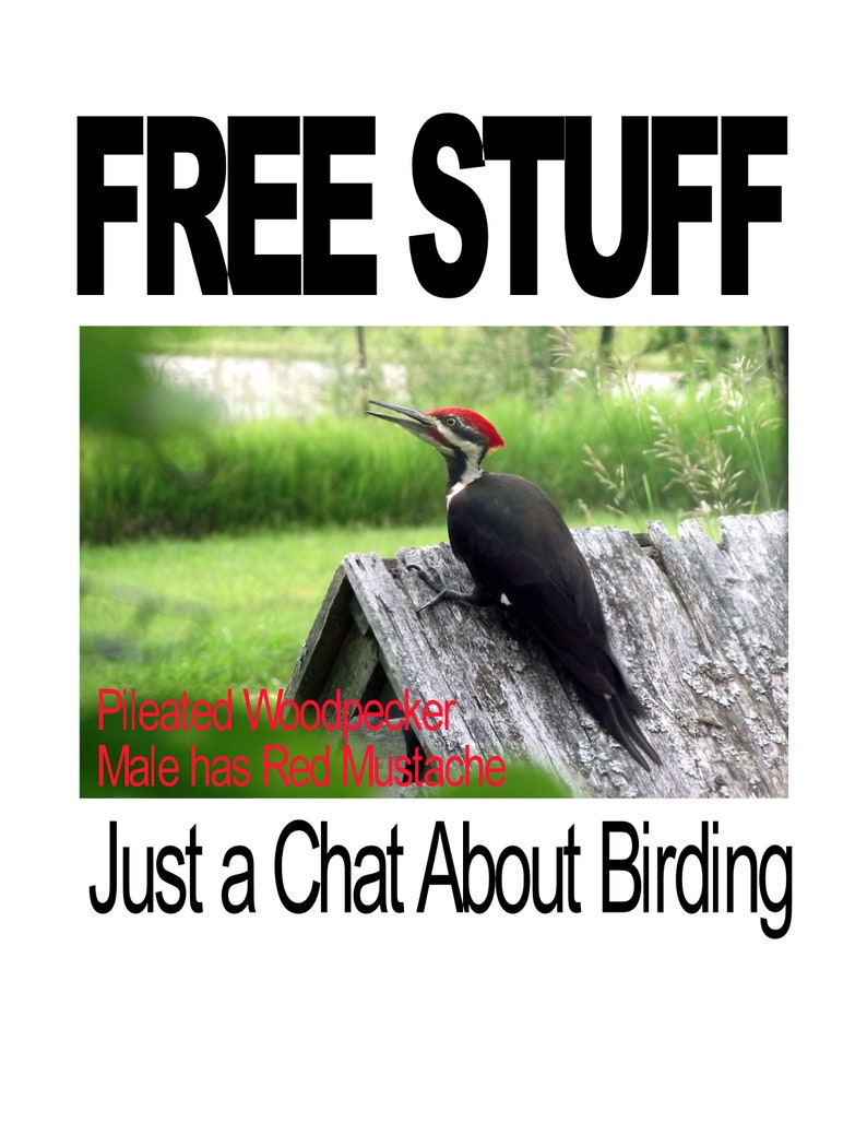 Just a Chat About Birding image 1