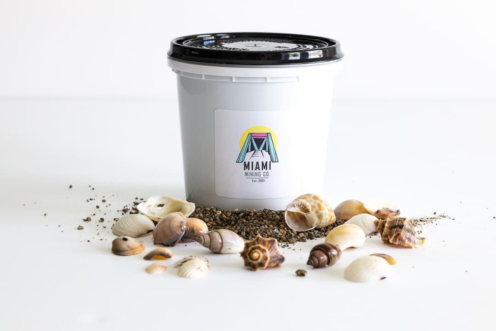 Seashell Dig Kit: Discover the Beauty of Seashells and Types of ...