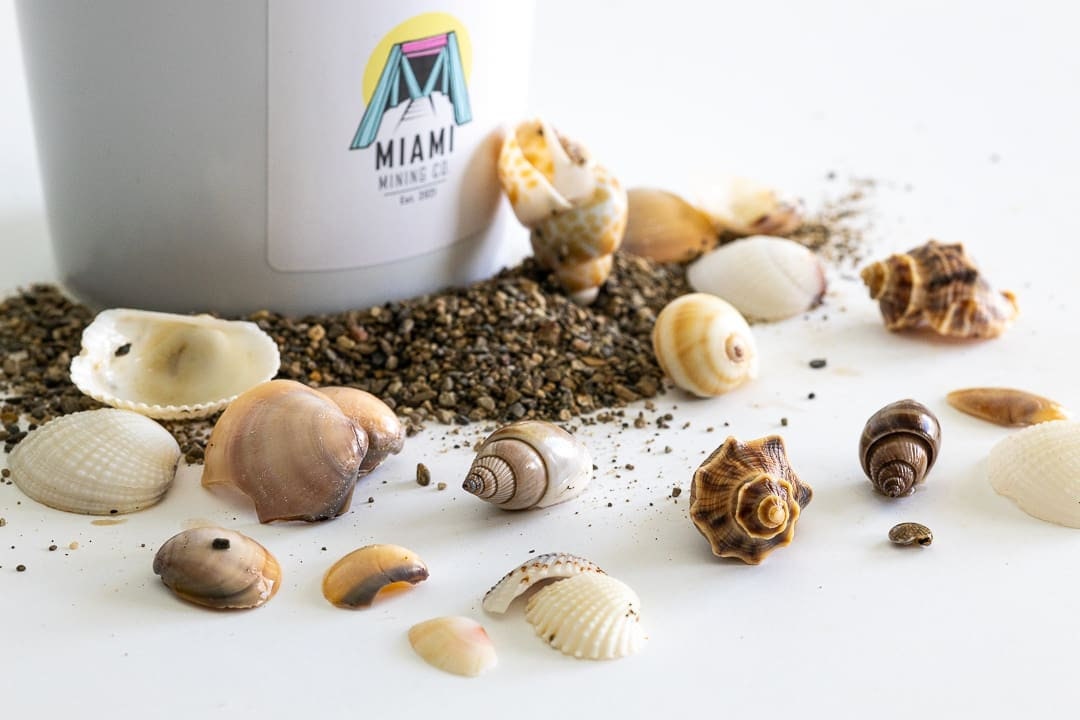 Seashell Dig Kit: Discover the Beauty of Seashells and Types of ...