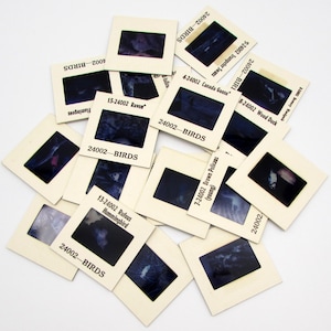19 Birds photo slides - nature - wildlife - floral 35mm film slides
