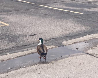 Special for Jennifer