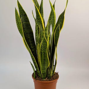 May include: A snake plant in a brown pot, with tall, striped leaves in shades of green and yellow. The plant is set against a plain white backdrop. The leaves have a distinctive pattern, and the pot is made of plastic.