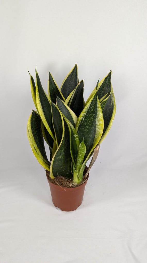 strelitzia nicolai erde Strelitzia nicolai (Paradiesvogelblume) XL main image 1