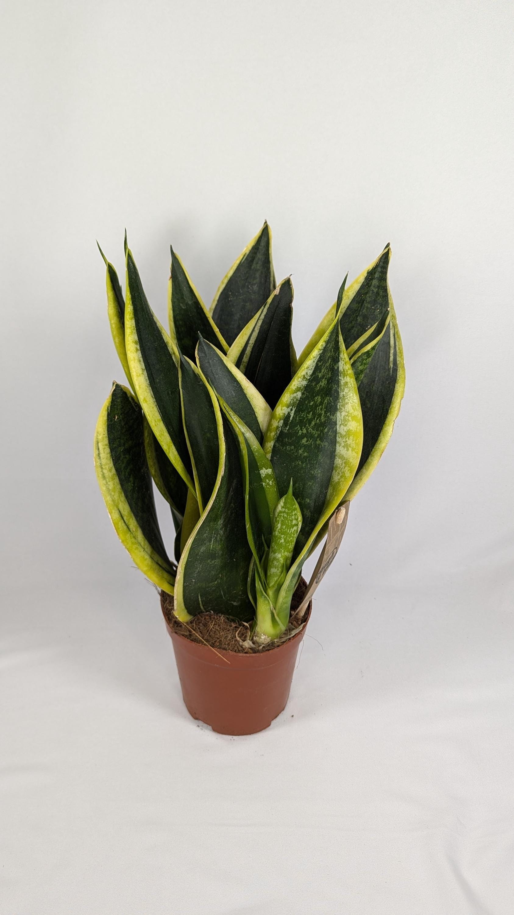 succulents jade plant Jade Plant - Friendship Plant