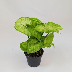 May include: A potted Syngonium plant with bright green and white variegated leaves. The leaves are heart-shaped with red veins. The plant is in a small black plastic pot, against a plain white background.