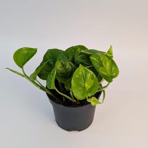 May include: A houseplant in a black pot, featuring lush green and yellow variegated leaves. The plant is set against a plain white backdrop. The leaves are heart-shaped, adding a decorative touch.
