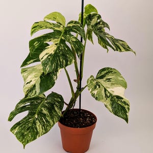 May include: A potted Monstera plant with large, variegated leaves in shades of green and white. The plant is in a brown plastic pot and supported by a black stake. The leaves have a unique split-leaf pattern.