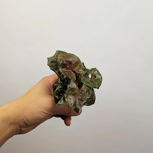May include: A small Syngonium plant featuring arrow-shaped leaves with a deep, dark green and reddish-brown coloration. The foliage displays a glossy texture with prominent veins, showcasing a compact growth pattern with multiple overlapping leaves.
