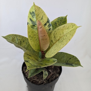 May include: A small potted plant with variegated leaves in shades of green and yellow. The leaves are large and have a glossy finish. The plant is in a black plastic pot.
