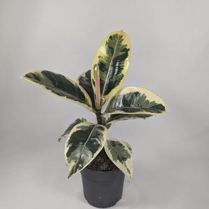 May include: A variegated rubber plant with green and yellow leaves in a black pot. The plant is on a white background.