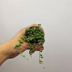 May include: A string of pearls succulent plant in a small black plastic pot. The plant features numerous spherical, pea-shaped green leaves growing on thin, trailing stems that hang down from the container, showcasing a vibrant green colour.