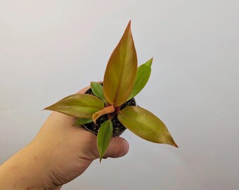 Philodendron Prince of Orange 6cm Pot Houseplant
